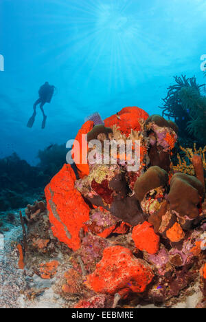 Orange a orecchio di elefante, spugna Agelas clathrodes, Bonaire, Caraibi Paesi Bassi, dei Caraibi Foto Stock