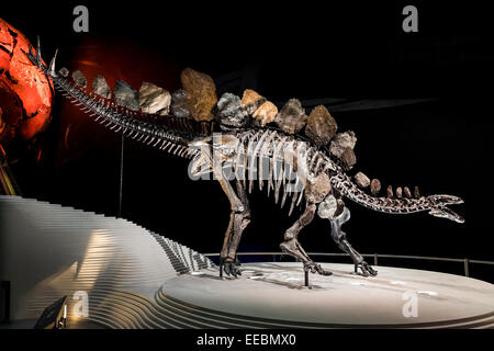 Sophie il dinosauro Stegosaurus scheletro fossile presso il Museo di Storia Naturale di Londra Foto Stock