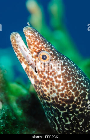 Spotted moray eel, Gymnothorax moringa, Bonaire, Caraibi Paesi Bassi, dei Caraibi Foto Stock