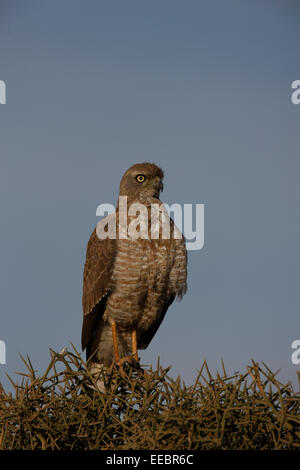 Falco rupicoloides Foto Stock