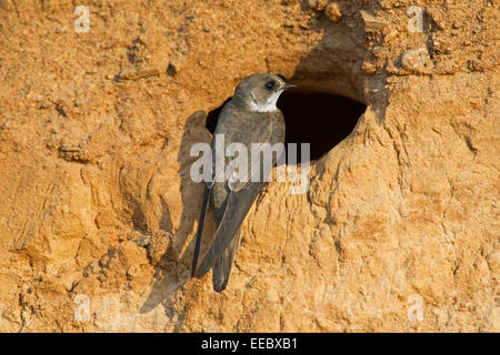 Sabbia europeo Martin / Banca swallow (Riparia Riparia) a nido foro nella colonia di allevamento sulla banca del fiume Foto Stock
