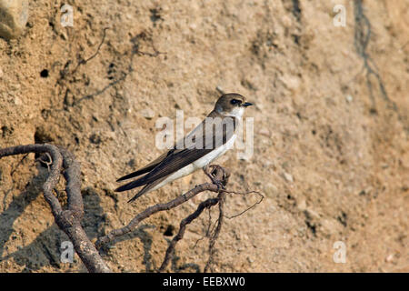 Sabbia europeo Martin / Banca swallow (Riparia Riparia) nella colonia di allevamento appollaiato sulla radice della struttura ad albero in riverbank Foto Stock