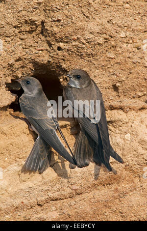 Due sabbia europea martins / Banca rondini (Riparia Riparia) a nido foro nella colonia di allevamento sulla banca del fiume Foto Stock