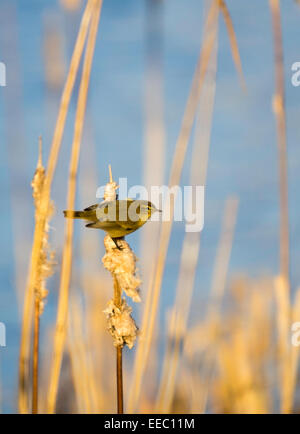 Chiffchaff seduti sul pettine Foto Stock