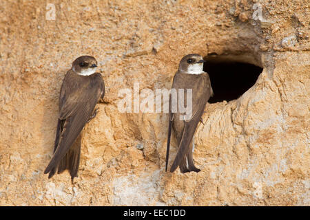 Due sabbia europea martins / Banca rondini (Riparia Riparia) a nido foro nella colonia di allevamento su riverbank Foto Stock