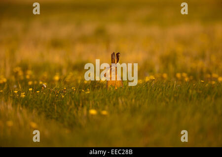 Brown lepre in un campo Foto Stock