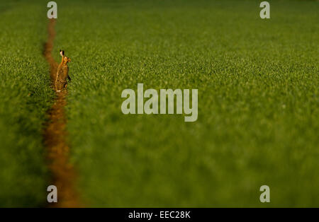 Lepre marrone nel giro di un campo Foto Stock