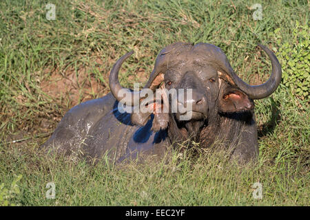 African Cape Buffalo (Syncerus caffer caffer) giacenti in un pool di fango Foto Stock