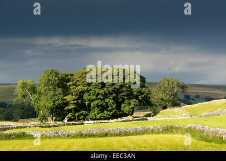 Evening sunset on trees, as a storm develops in the distance. Cumbria, UK. Foto Stock