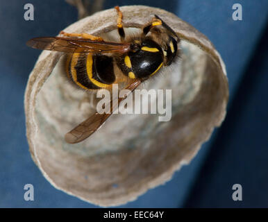 Wasp comune, edificio nido per deporre le uova. Vespula vulgaris. Foto Stock