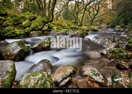 Il fiume Plym fluente attraverso boschi Dewerstone nel Devon, Regno Unito Foto Stock