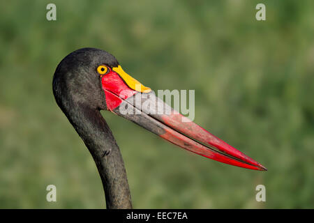Close-up ritratto di profilo della testa di una sella-bill Stork (Ephippiorhynchus senegalensis) Foto Stock