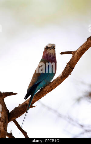 Lilac breasted rullo in una struttura ad albero Foto Stock