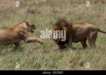 Combattimento dei leoni Foto Stock