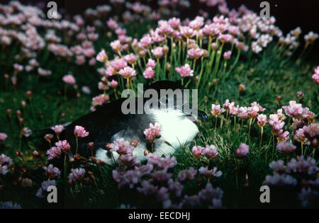 Manx Shearwater vicino al foro di nido Foto Stock