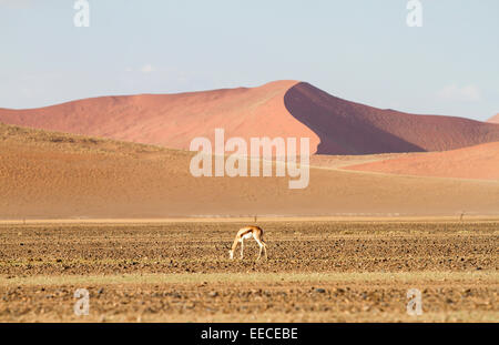 Wild springbok nel deserto Sossusvlei, Namibia Foto Stock