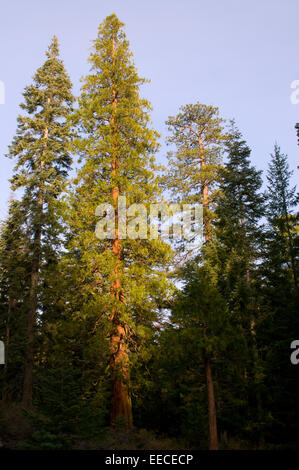 Sequoia sempervirens /sɨˈkɔɪ.ə sɛmpərˈvaɪərənz/ è l'unica specie vivente del genere Sequoia in cipresso famiglia Cupressace Foto Stock