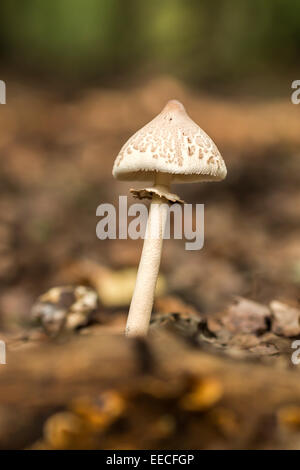 Piccoli tossici fungo lepiota Foto Stock