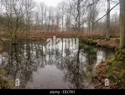 Inverno riflessioni in una foresta coperta, England, Regno Unito Foto Stock