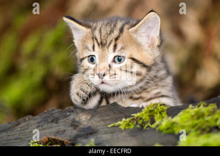 Tabby gattini giocare al di fuori di un legno, REGNO UNITO Foto Stock