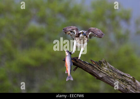 Osprey con una trota Foto Stock