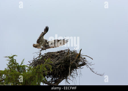 Osprey in volo con una trota accanto al suo nido Foto Stock