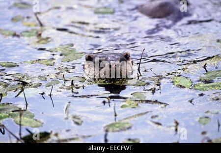 Lontra di nuoto Foto Stock