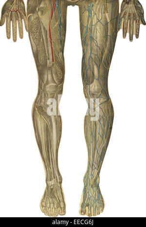 Il corpo umano con sovrapposte le piastre colorate, da Julien Bougle, circa 1899. Foto Stock