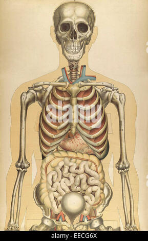 Il corpo umano con sovrapposte le piastre colorate, da Julien Bougle, circa 1899. Foto Stock