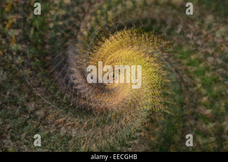 Fern, vista astratta di una felce che utilizza esposizioni multiple, Nottinghamshire, Regno Unito Foto Stock