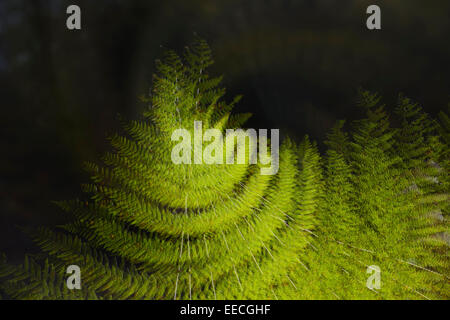 Fern, vista astratta di una felce che utilizza esposizioni multiple, Nottinghamshire, Regno Unito Foto Stock