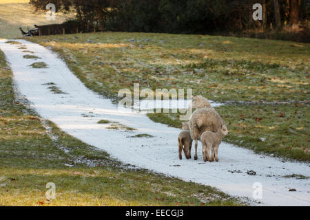 Pecora pecore con agnelli in inverno la neve Foto Stock