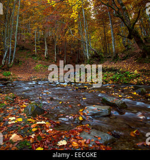 Paesaggi, pietra, fiume, Autunno, Foresta, corrente, acqua, natura, Cascate, montagne, verde, albero, rock, boschi, extreme, piante Foto Stock