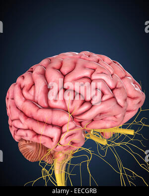 Cervello umano con i nervi. Foto Stock
