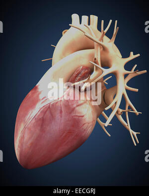 Vista tridimensionale del cuore umano. Foto Stock