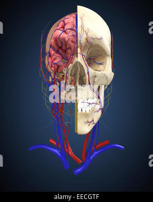 Cranio umano che mostra il cervello e il sistema circolatorio. Foto Stock