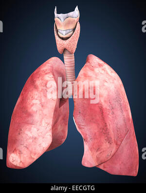Vista tridimensionale dei polmoni umani. Foto Stock