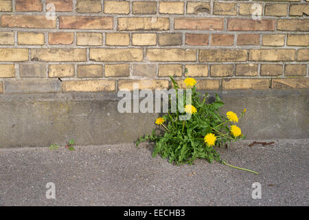 Il tarassaco cresce su asfalto di fronte a un muro di pietra Foto Stock