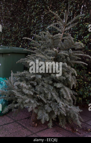 Il Natale è finita. Alberi di Natale lasciato fuori per la raccolta da parte di bin uomini, gettato. spazzatura. Foto Stock