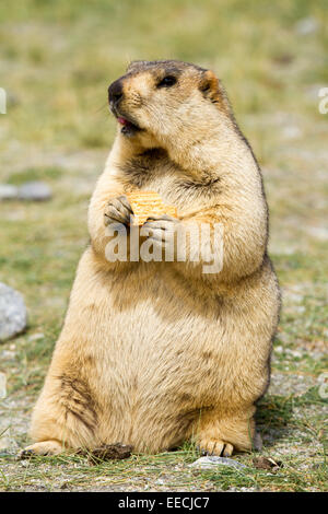 Funny marmotta con prodotti Bisquit ( sul prato Foto Stock