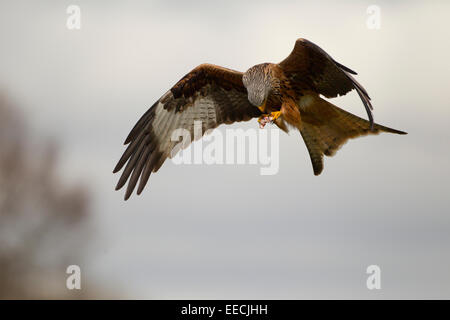 Rosso alimentazione Kite in volo Foto Stock