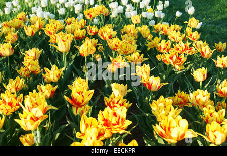 Campo di giallo e rosso i tulipani Foto Stock