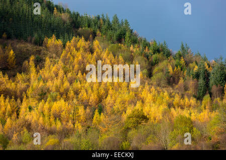 I larici in sfumature di colore di autunno e conifere nella foresta di conifere Plantation per la produzione di legname in Brecon Beacons, Foto Stock