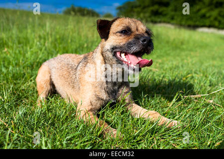 Border Terrier cane sdraiato gonfio e ansimando con la lingua dopo la caccia intorno, Regno Unito Foto Stock