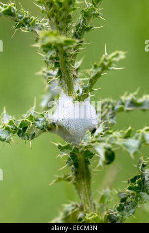 Il cuculo sputare schiuma lavae protezione di Froghoppers, Philaenus spumarius, su thistle pianta erbacea NEL REGNO UNITO Foto Stock
