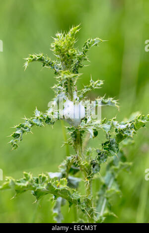 Il cuculo sputare schiuma lavae protezione di Froghoppers, Philaenus spumarius, su thistle pianta erbacea NEL REGNO UNITO Foto Stock