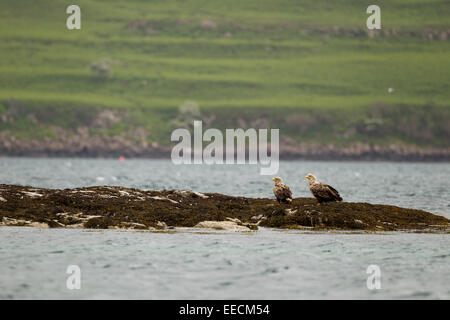 White Tailed Eagles su una roccia Foto Stock
