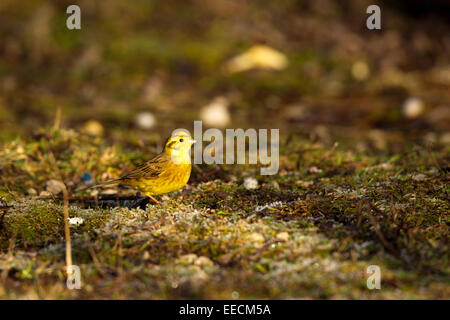 Alimentazione massa Zigolo giallo Foto Stock