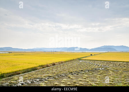 Vista di una piena maturazione golden risone in autunno, situato di Andong-si, Corea Foto Stock