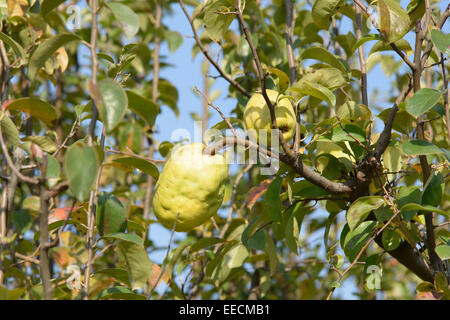 Primo piano della mela cotogna su un albero in un outdoor Foto Stock